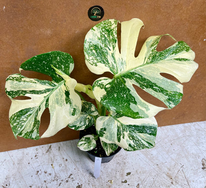 Monstera white snow haute variegation M