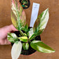 Philodendron green congo variegata NEW