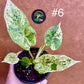 Alocasia dragon scale mint variegata NEW