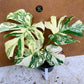 Monstera white snow haute variegation M