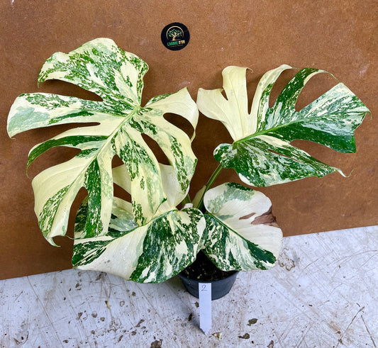 Monstera white snow haute variegation M