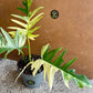 Philodendron tortum variegata x florida beauty NEW (sur demande)