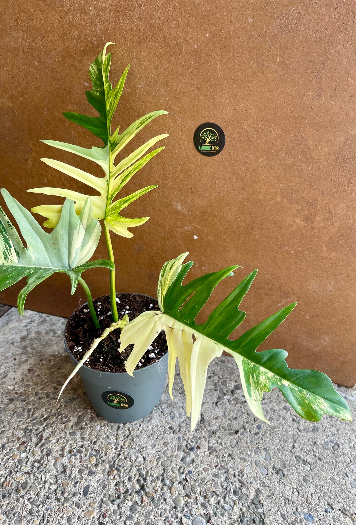 Philodendron tortum variegata x florida beauty NEW (sur demande)