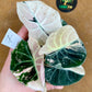 ALOCASIA BLACK VELVET PINK VARIEGATA NEW