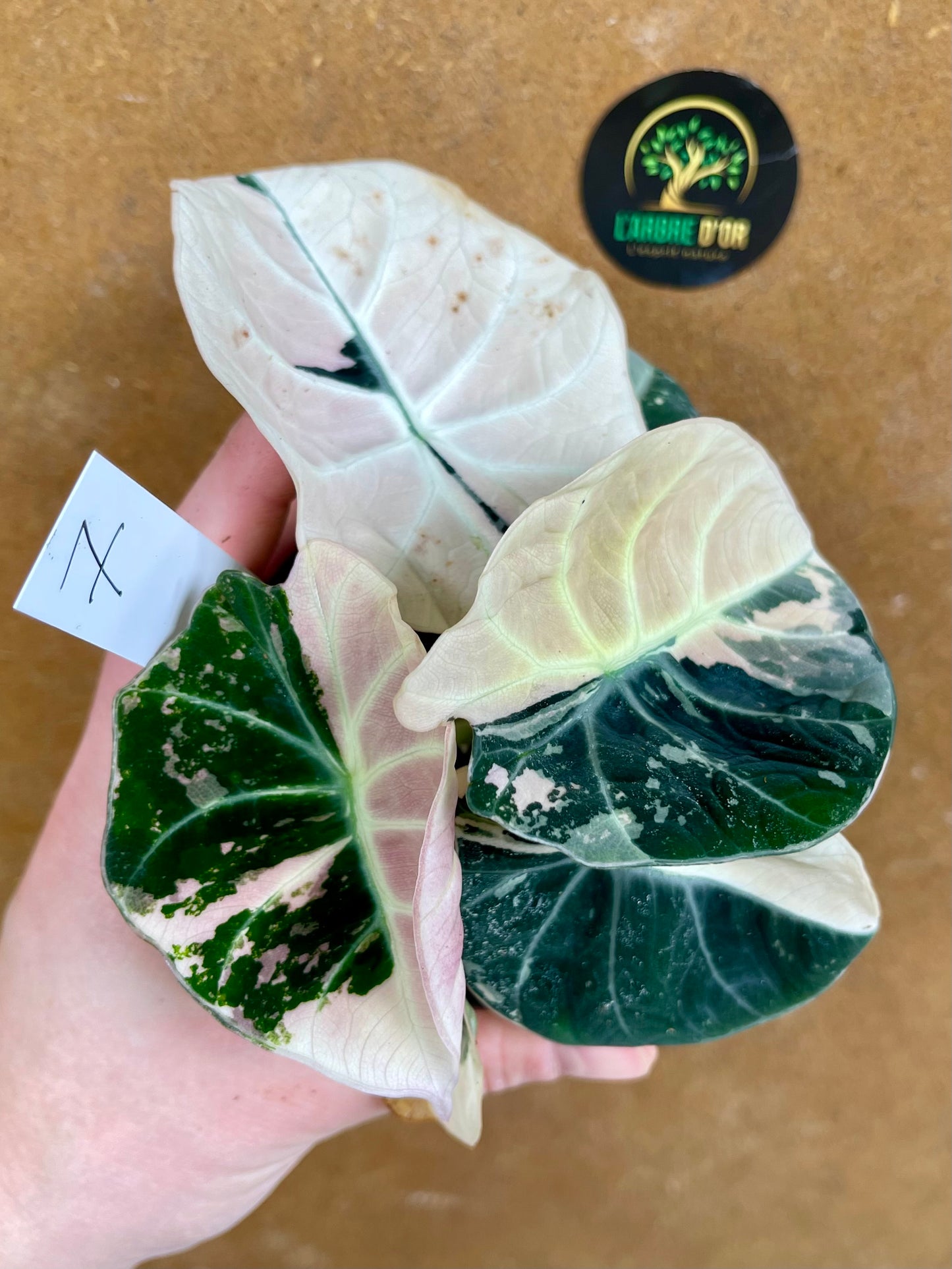 ALOCASIA BLACK VELVET PINK VARIEGATA NEW