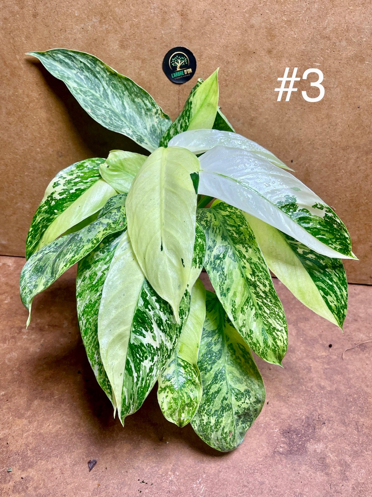 Philodendron jose Bueno haute variegation