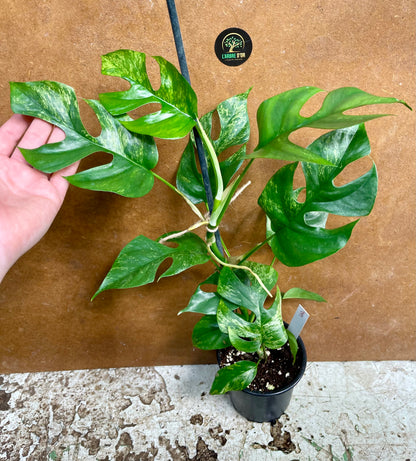 Rhaphidophora tetrasperma MINT / monstera minima MINT variegata