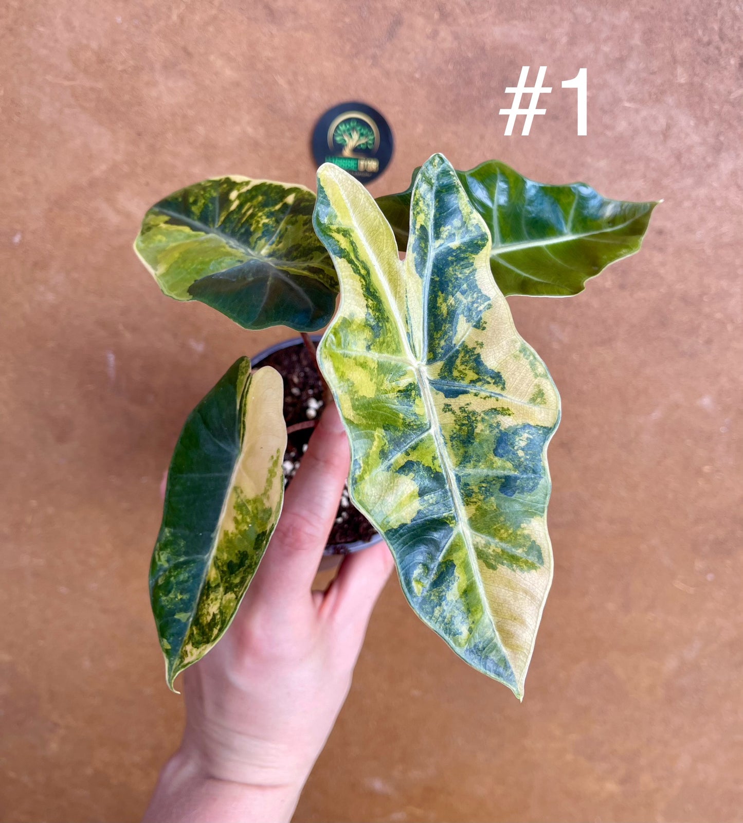 Alocasia pseudo sanderiana variegata NEW