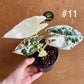 Alocasia frydek variegata haute variegation NEW