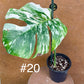 Monstera albo Variegata Boutures racinés en pot