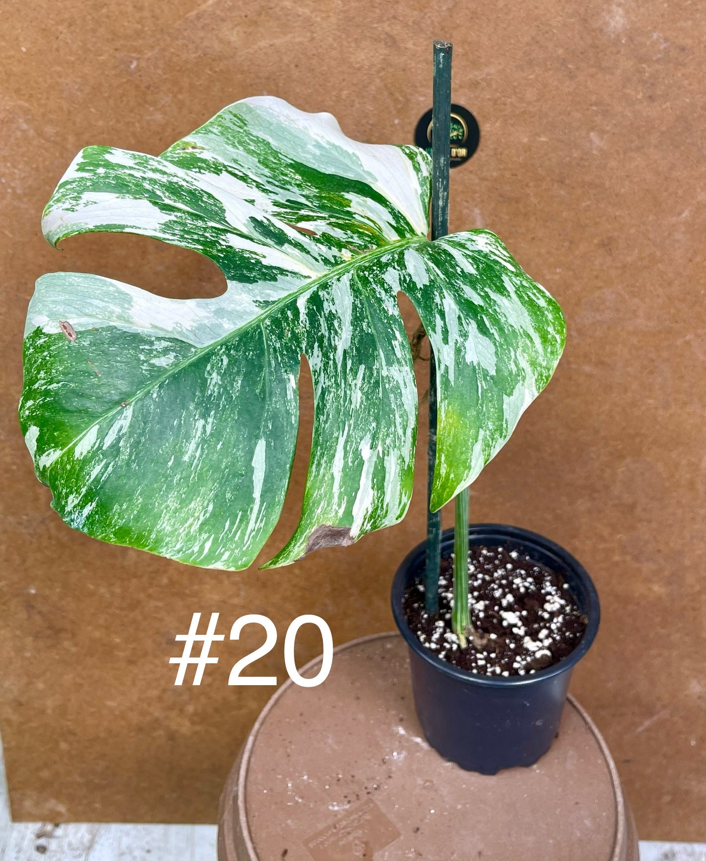 Monstera albo Variegata Boutures racinés en pot