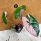 Alocasia serendipity variegata NEW