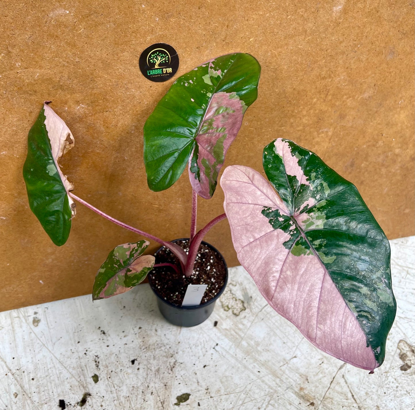 Alocasia serendipity variegata NEW