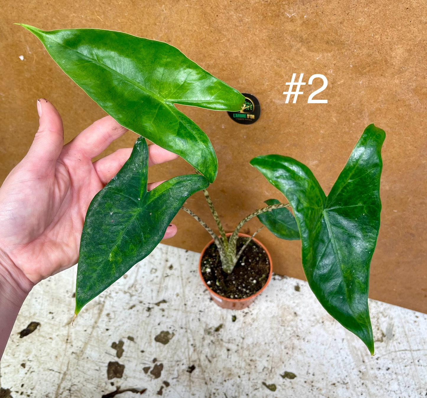 Alocasia Zebrina variegata