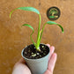 monstera dilacerata burle marx flame baby NEW