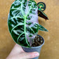 Alocasia watsonia pink variegata NEW