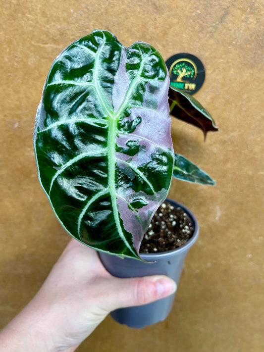 Alocasia watsonia pink variegata NEW