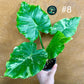 Alocasia gageana albo variegata NEW