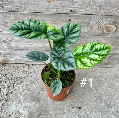 Alocasia sinuata