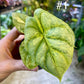 Alocasia silver dragon aurea variegata NEW