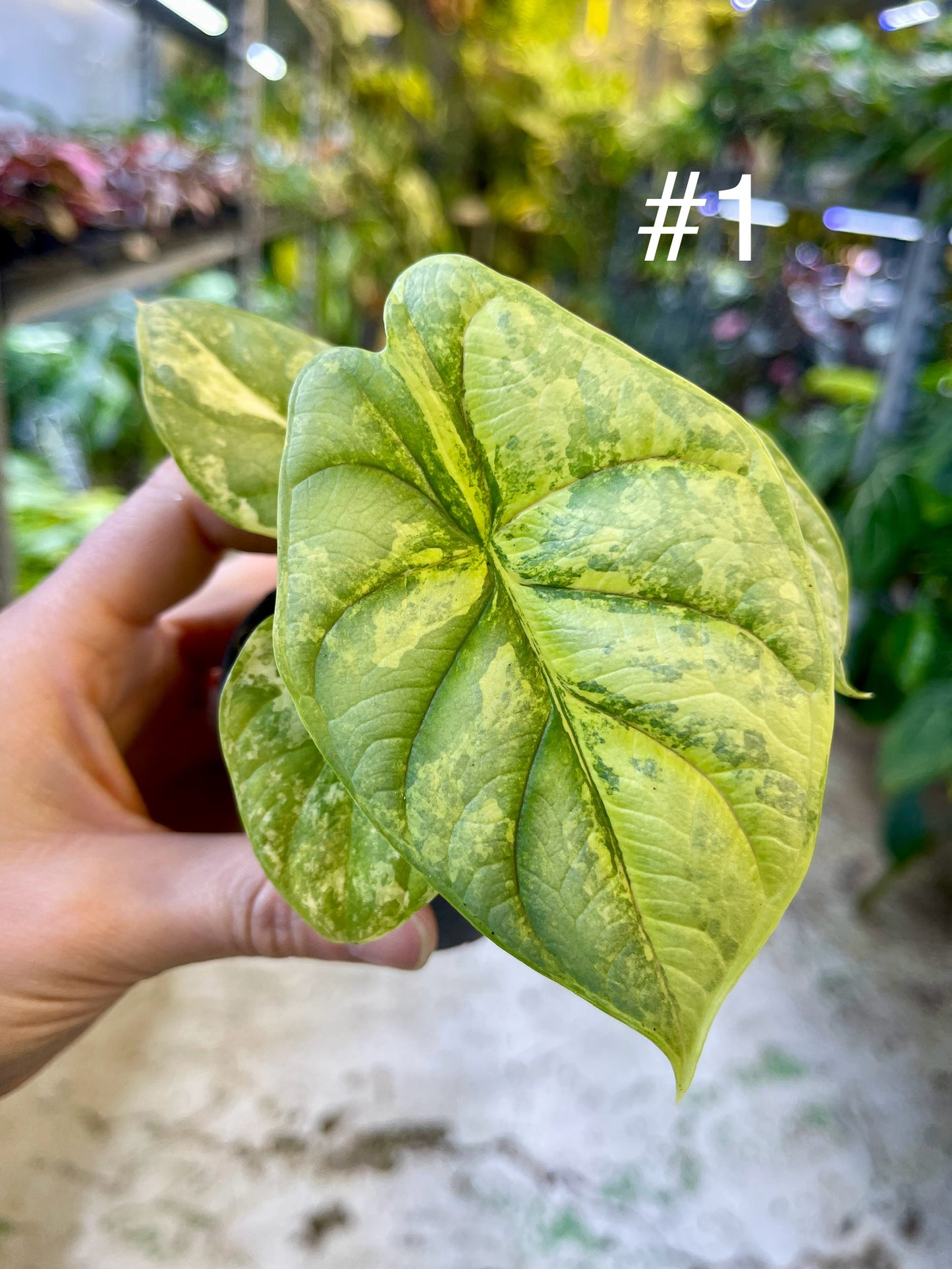 Alocasia silver dragon aurea variegata NEW