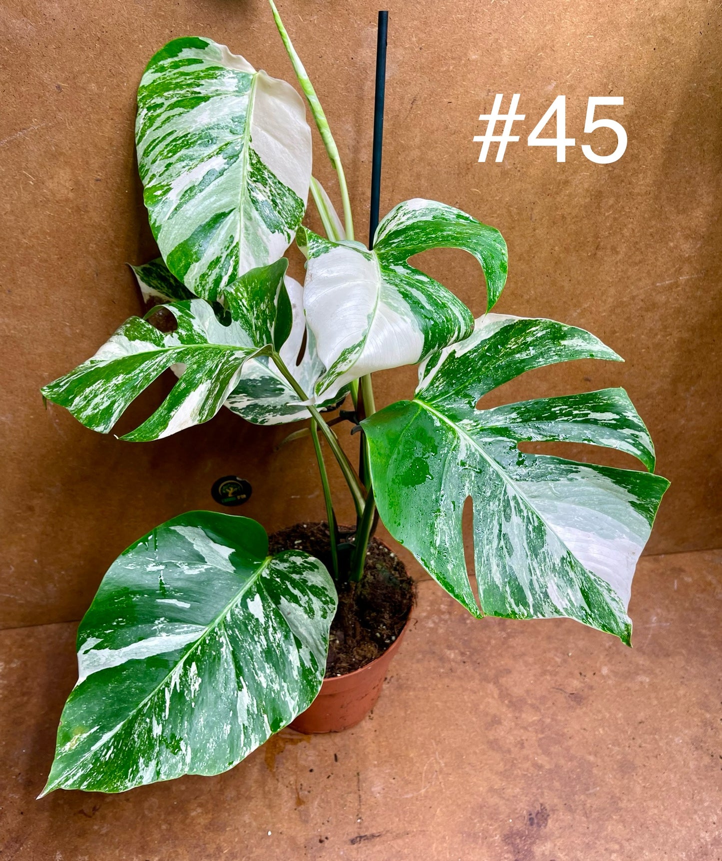 Monstera albo variegata haute variegation