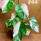 Monstera albo variegata haute variegation