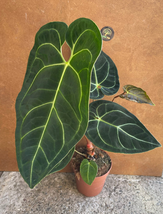 Anthurium crystallinum x regale NEW