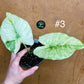 Alocasia gageana albo variegata NEW