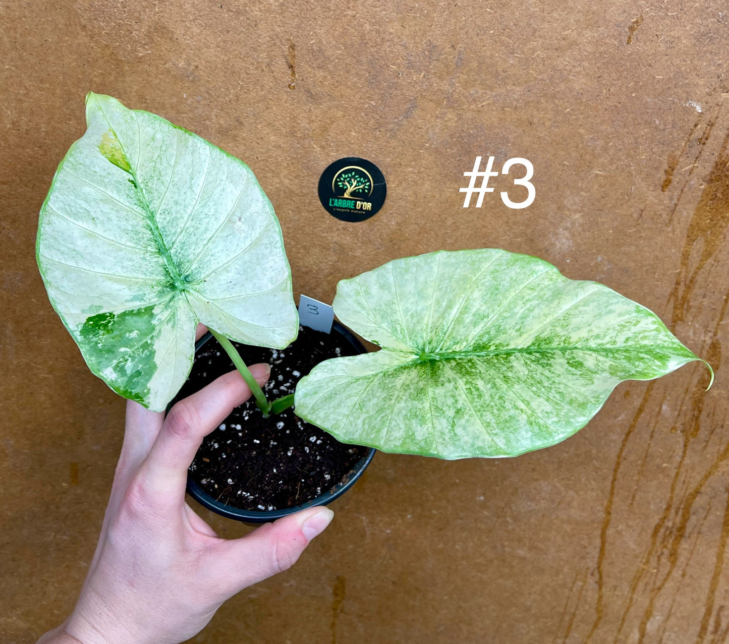 Alocasia gageana albo variegata NEW