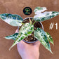 Alocasia green bambino albo variegata NEW