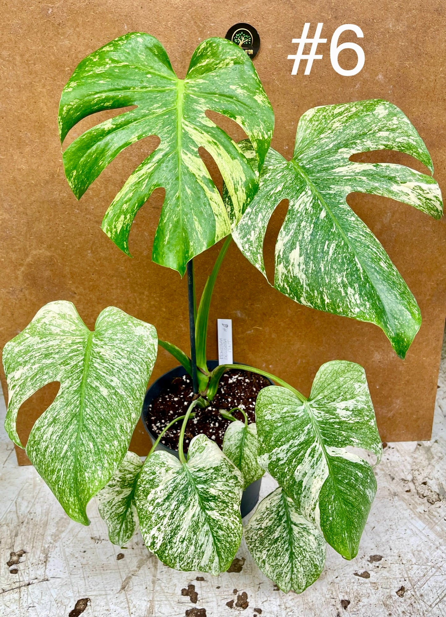 Monstera delisciosa mint variegata