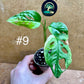 Monstera adansonii variegata baby/boutures