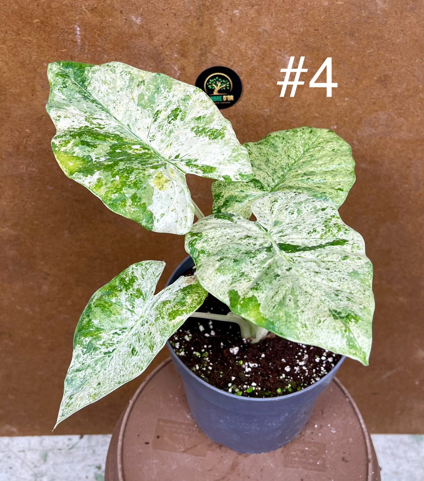 Alocasia macrorrhiza splash variegata taille L