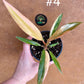 Philodendron caramel marble S NEW