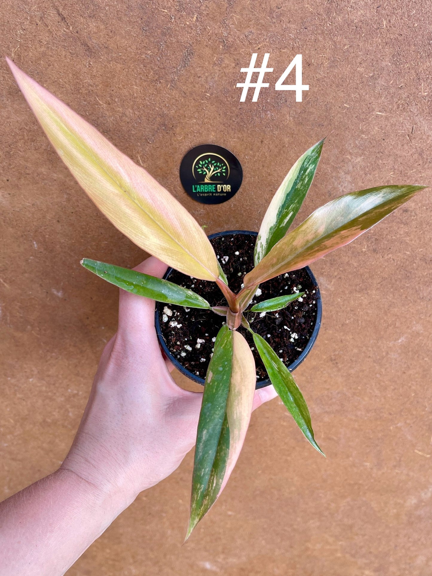 Philodendron caramel marble S NEW