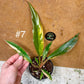 Philodendron caramel marble M NEW