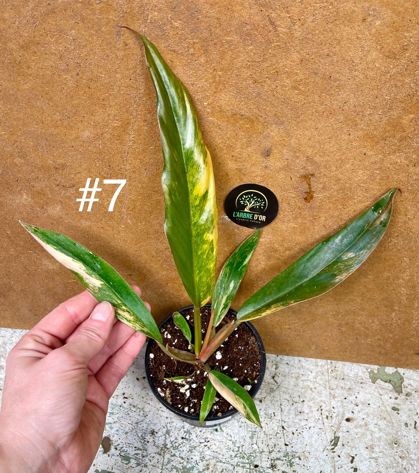 Philodendron caramel marble M NEW