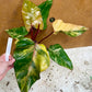 Philodendron strawberry shake L