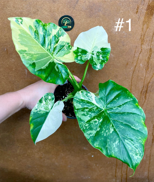 Alocasia gageana albo variegata NEW