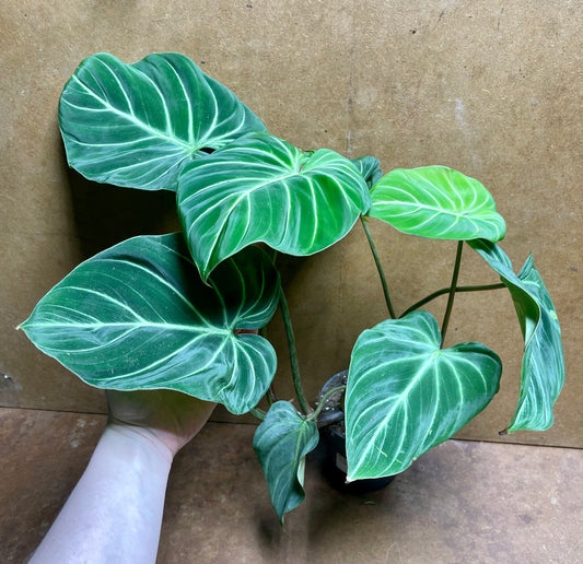 Philodendron gloriosum zebra