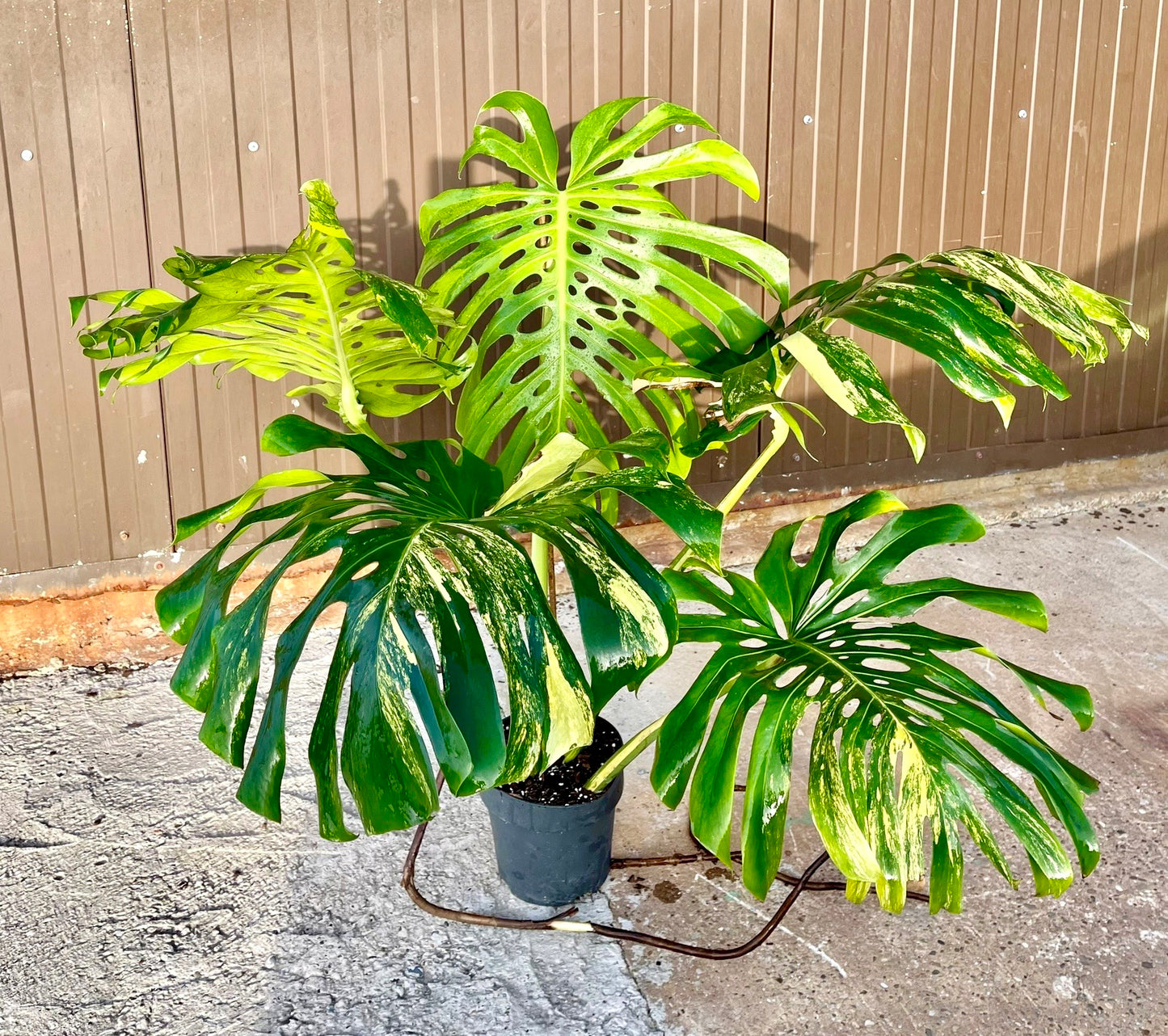 Monstera deliciosa aurea variegata XXL