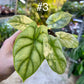 Alocasia silver dragon aurea variegata NEW