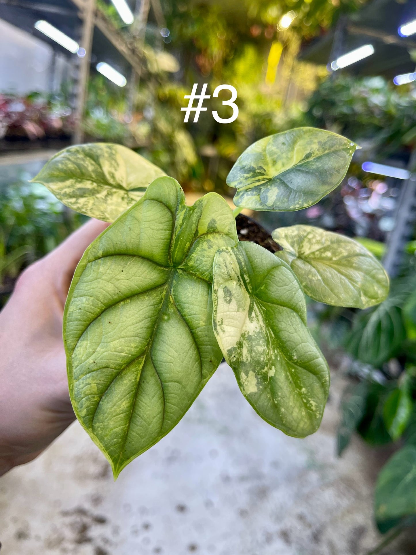 Alocasia silver dragon aurea variegata NEW