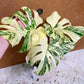 Monstera white snow haute variegation M