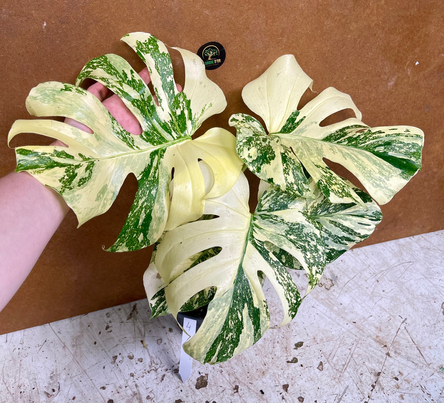 Monstera white snow haute variegation M