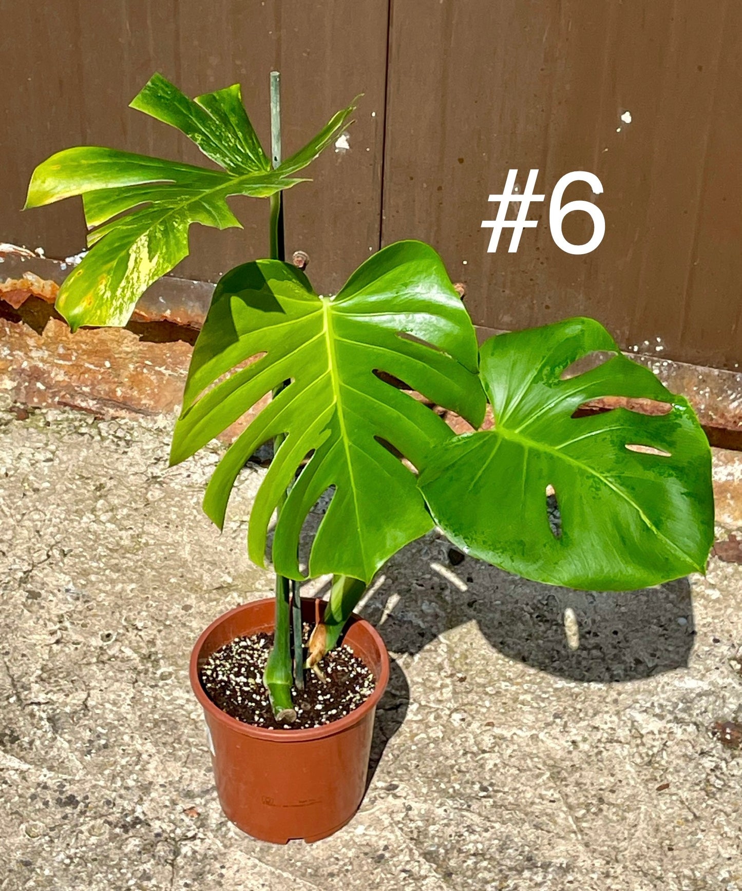 Monstera deliciosa aurea / Cream Large forme