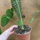 Anthurium veitchii M