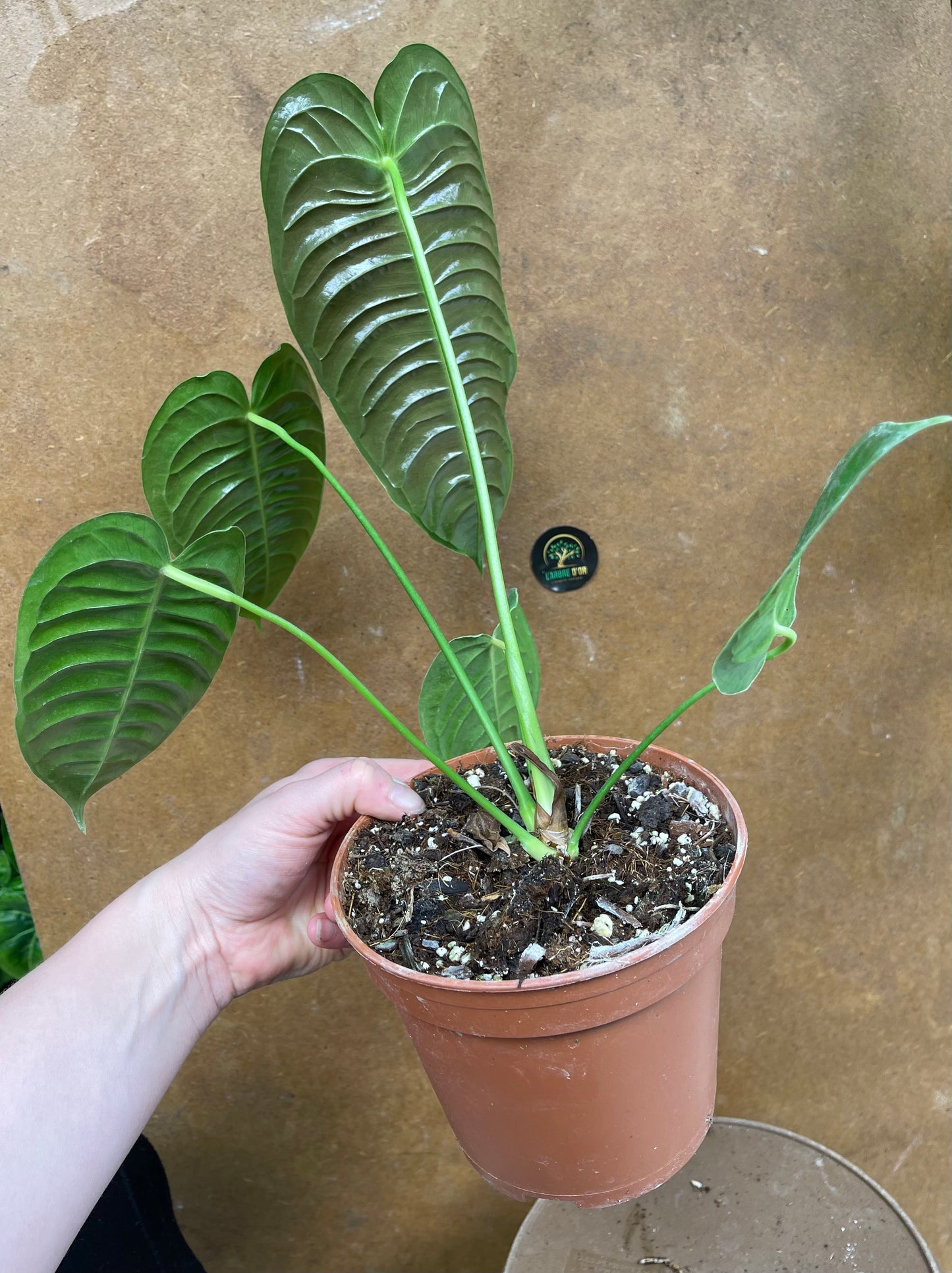 Anthurium veitchii M