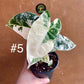 Alocasia frydek variegata haute variegation NEW